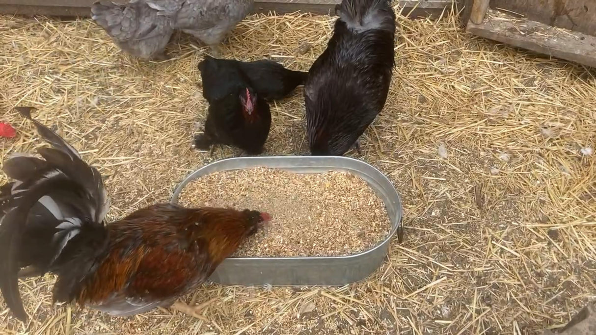 Vital Nutrients: Chicken Vitamins for Feed & Molting Supplement, Egg Booster, Poultry & Chicken Vitamins - Pampered Chicken Mama (5 pounds)