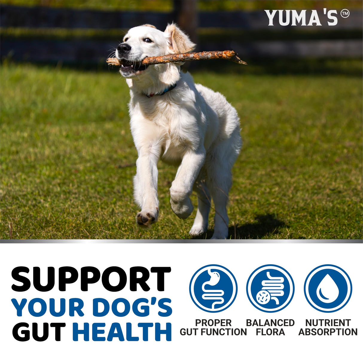 Probiotics for Dogs and Digestive Enzymes - 170 Dog Probiotics Chews - Dog Probiotic - Anti Diarrhea, Upset Stomach & Gas Relief, Canine Prebiotic - Pet Fiber Supplement - Bacon Flavor