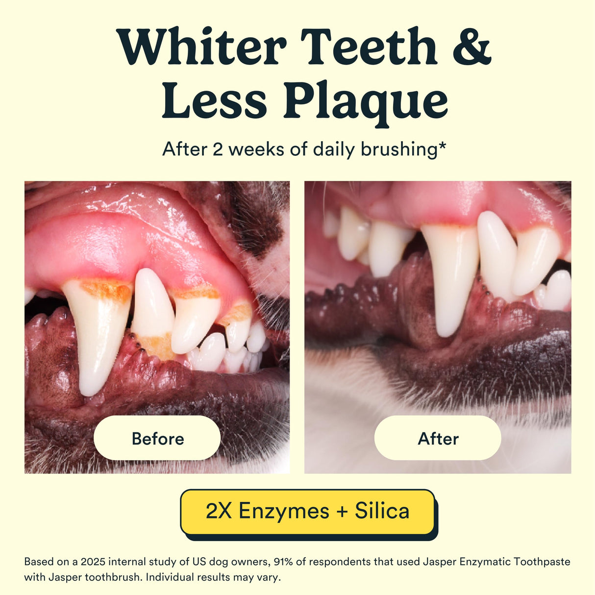 Jasper Dog Tooth Brushing Kit and Dog Toothpaste Kit with Dog Toothbrush Enzymatic, Plaque Remover Imporves Bad Breath Natural Pet Toothpaste Dog Toothbrush and Toothpaste 3.5oz Bacon Flavor