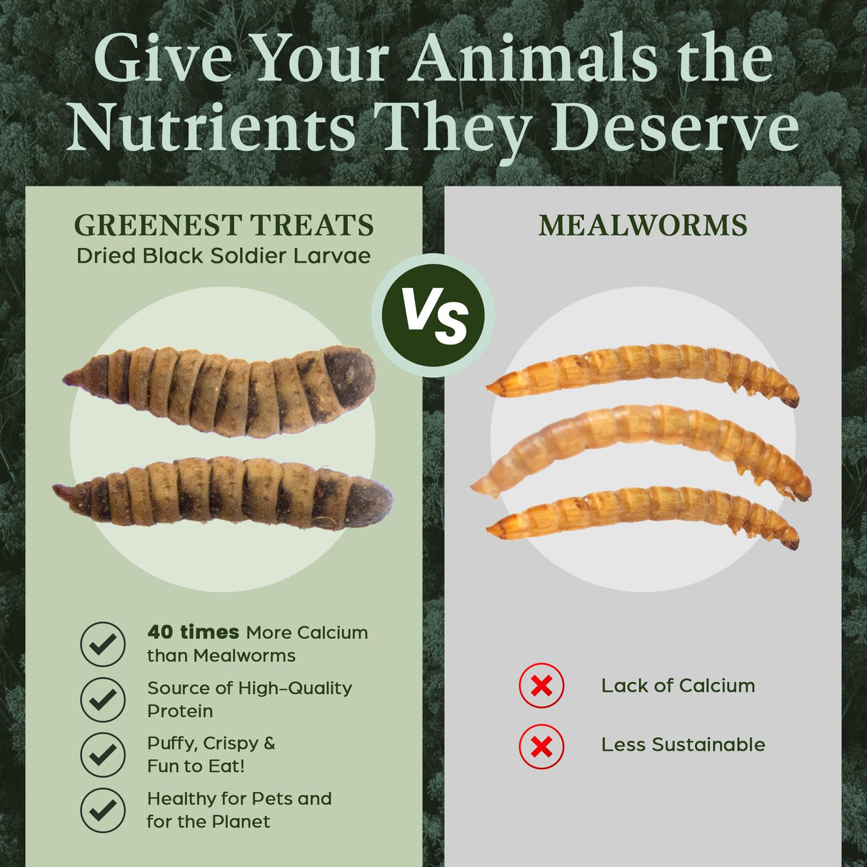 Dried Black Soldier Fly Larvae for Chickens & Ducks – Treats for Ducks, Hens, Wild Birds, Lizards, Tortoises & Fish – All Natural High Protein & Calcium – Mealworms Alternative – Made in North America