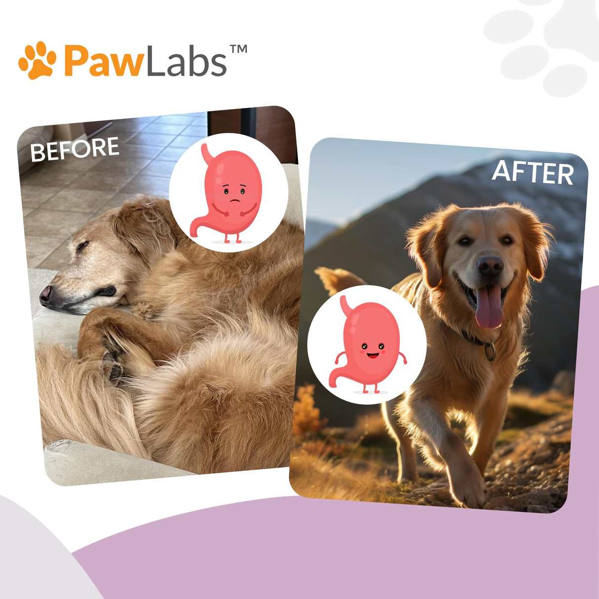 PAWLABS Gut Max Probiotic Chews - Natural, Vet Formulated Digestive & Immune Support - Relieves Diarrhea, Constipation - with Patented BC30™ Bacillus Coagulans - Duck Flavor - 90 Soft Chews