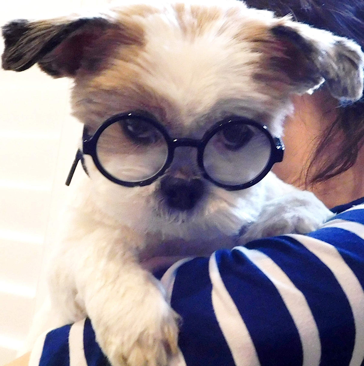 G015 Dog Cat Pet Costume Glasses Goggles for Small Breeds up to 15lbs (Round Black-Clear Lens)
