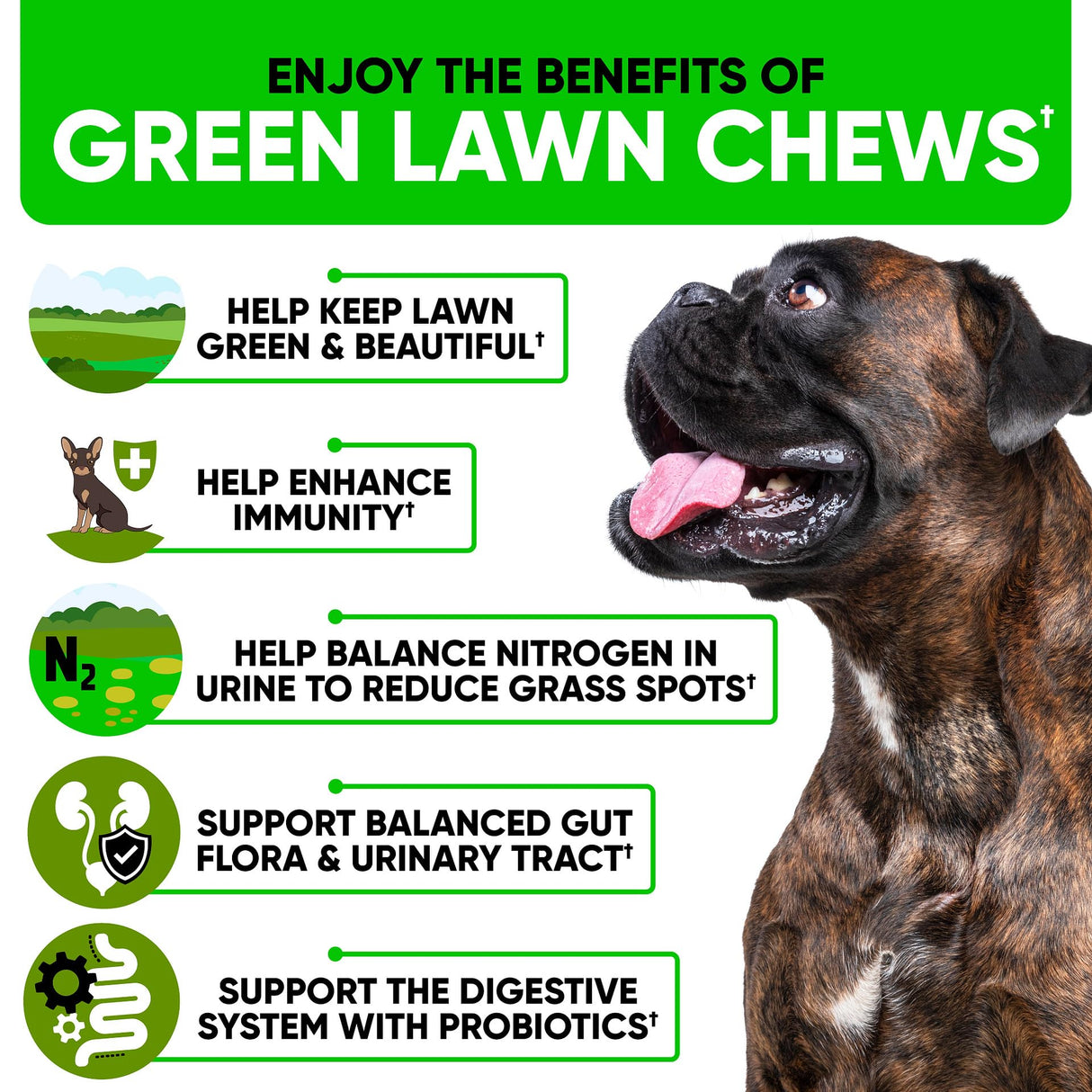 Green Lawn Chews for Dogs - Natural Dog Urine Neutralizer for Lawn with Cranberry, Probiotics, ACV & Digestive Enzymes - 120 Chews for Healthy Bladder, Urinary Tract - Grass Burn, Yellow Spots Treats