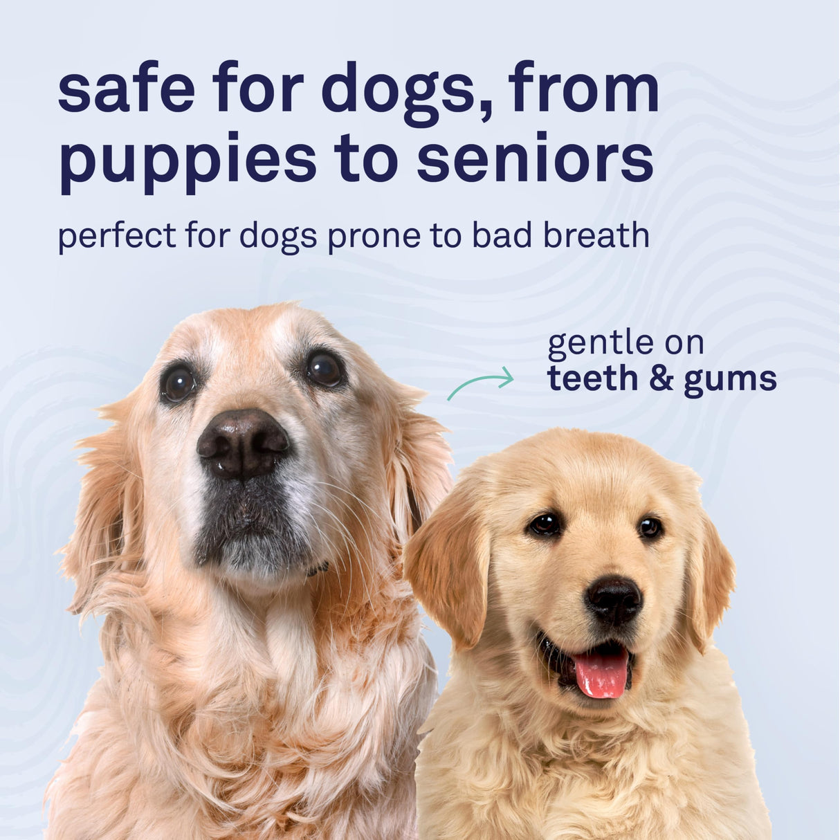 Petpost | Toothpaste for Dogs - Coconut Oil and Baking Soda Based Dental Gel That Naturally Eliminates Bad Breath - Dirt, Gunk, and Tooth Buildup Gone - Mint Flavor 4 oz.