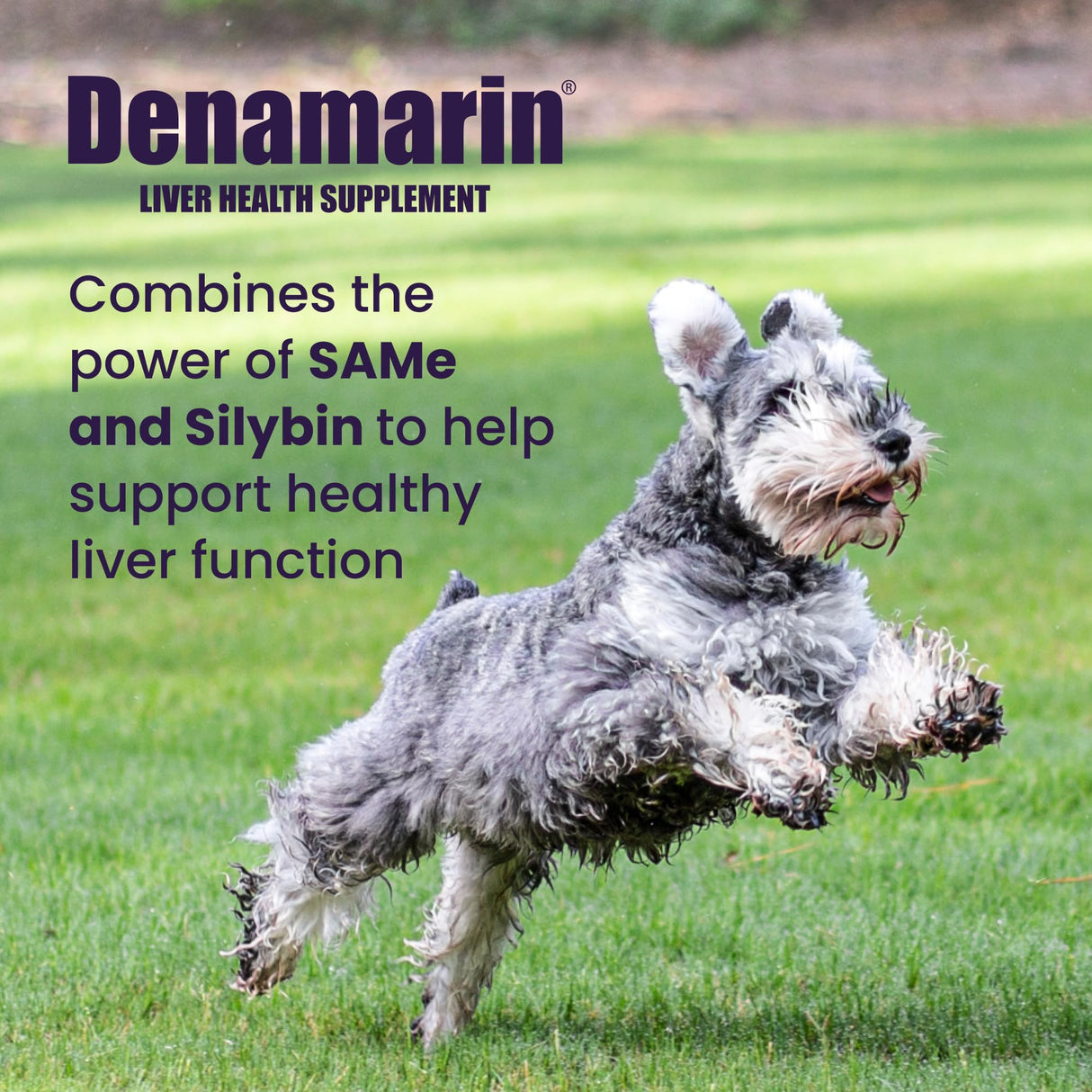Nutramax Laboratories Denamarin Liver Health Supplement for Medium Dogs - With S-Adenosylmethionine (SAMe) and Silybin, 30 Tablets