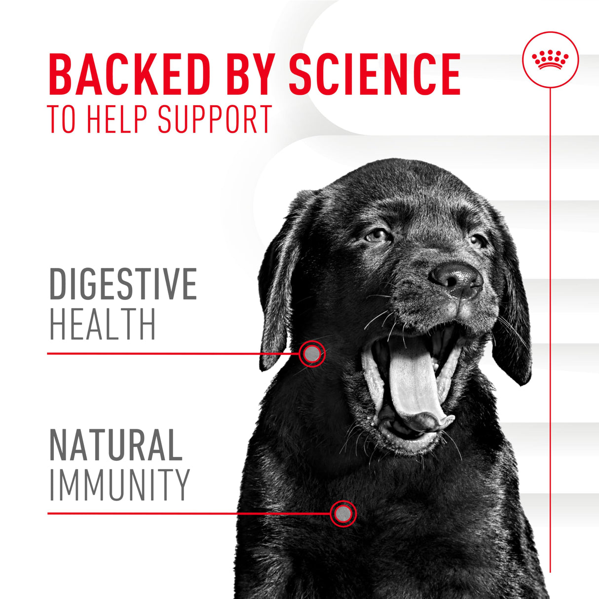 Royal Canin Puppy Supplement Soft Chews for Immunity & Digestion, 60 Count