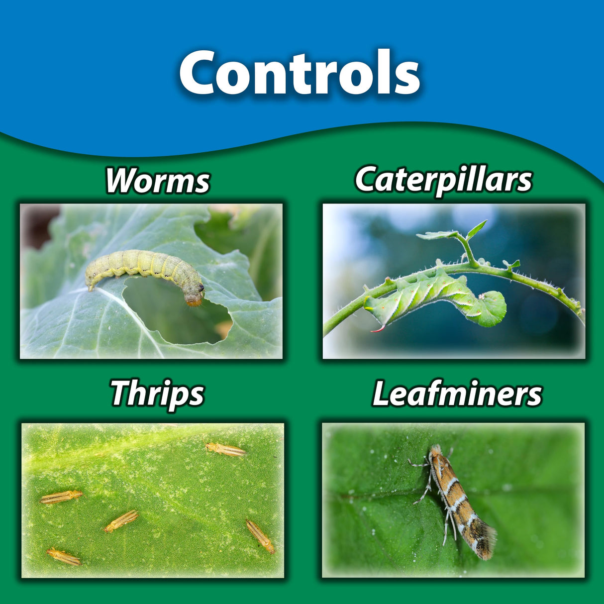 Monterey - Spinosad Insecticide - Garden Insect Spray Concentrate for Control Insects Bundled with Measuring Spoon - 8 oz Concentrate