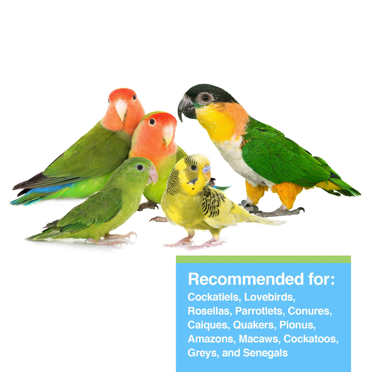 Hagen Tropican Lifetime Formula Parrot Food, 4 lb. - Hari Parrot Food with Peanuts & Sunflower Seeds and Balance Nutrition Levels