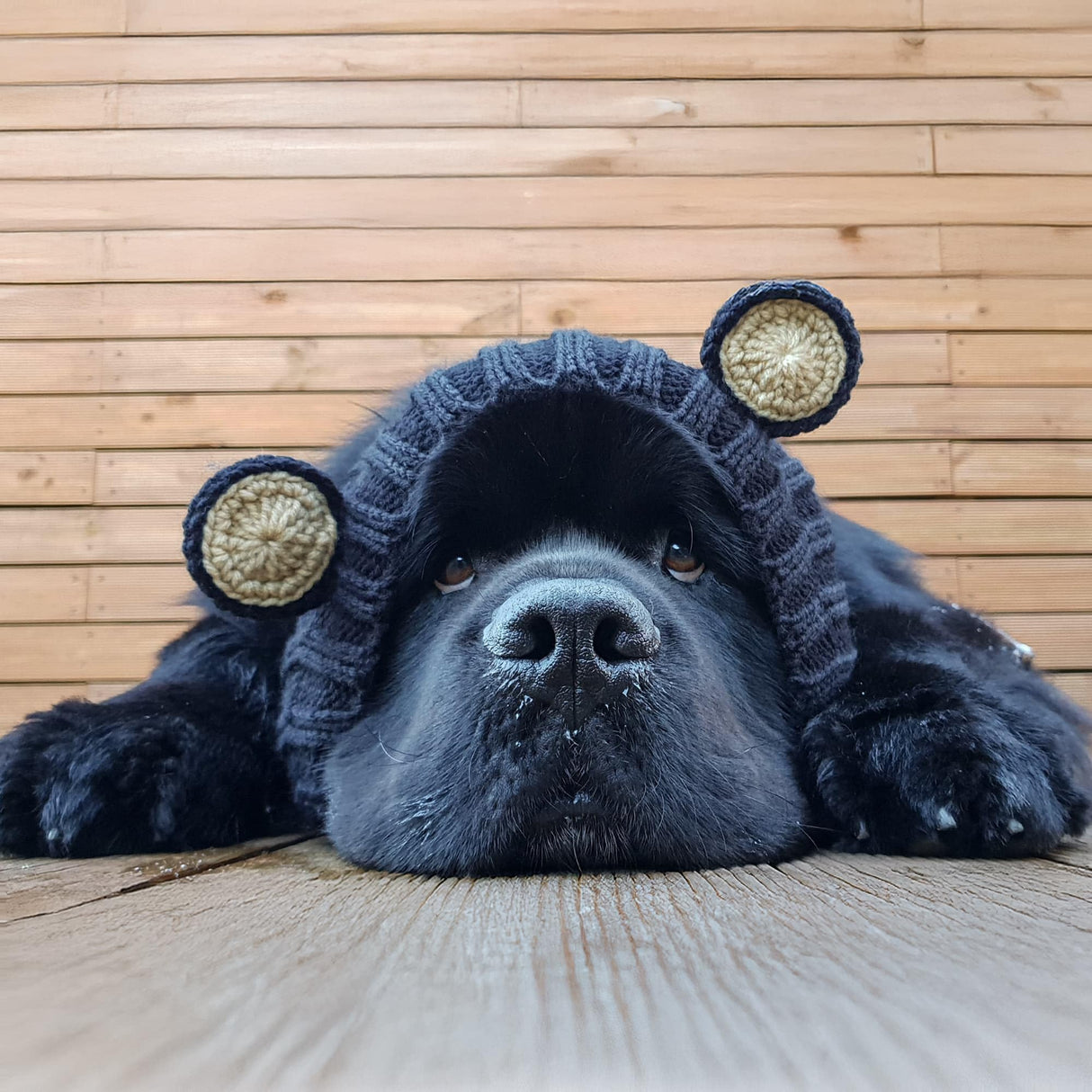 Zoo Snoods Black Bear Costume - Warm Knit Dog Snood Wrap for Pets, Neck Ear Cover Protection, Halloween Winter (Large)