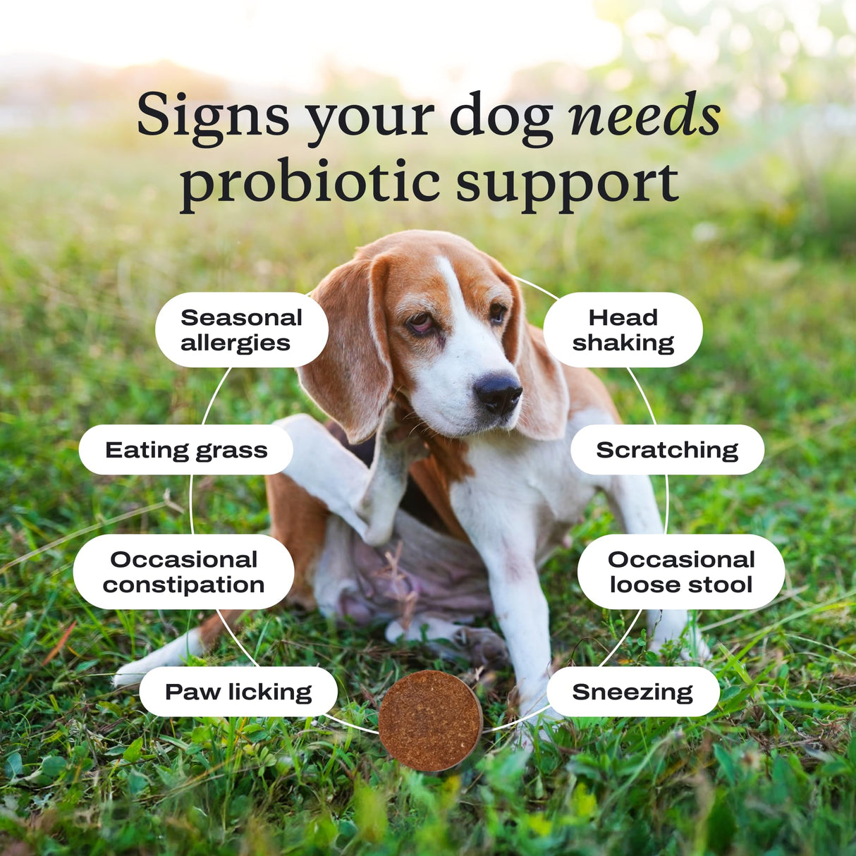 PetLab Co. Probiotics for Dogs, Support Gut Health, Occasional Diarrhea, Digestive Health & Seasonal Allergies - Pork Flavor - 30 Soft Chews - Packaging May Vary (Value 2-Pack)