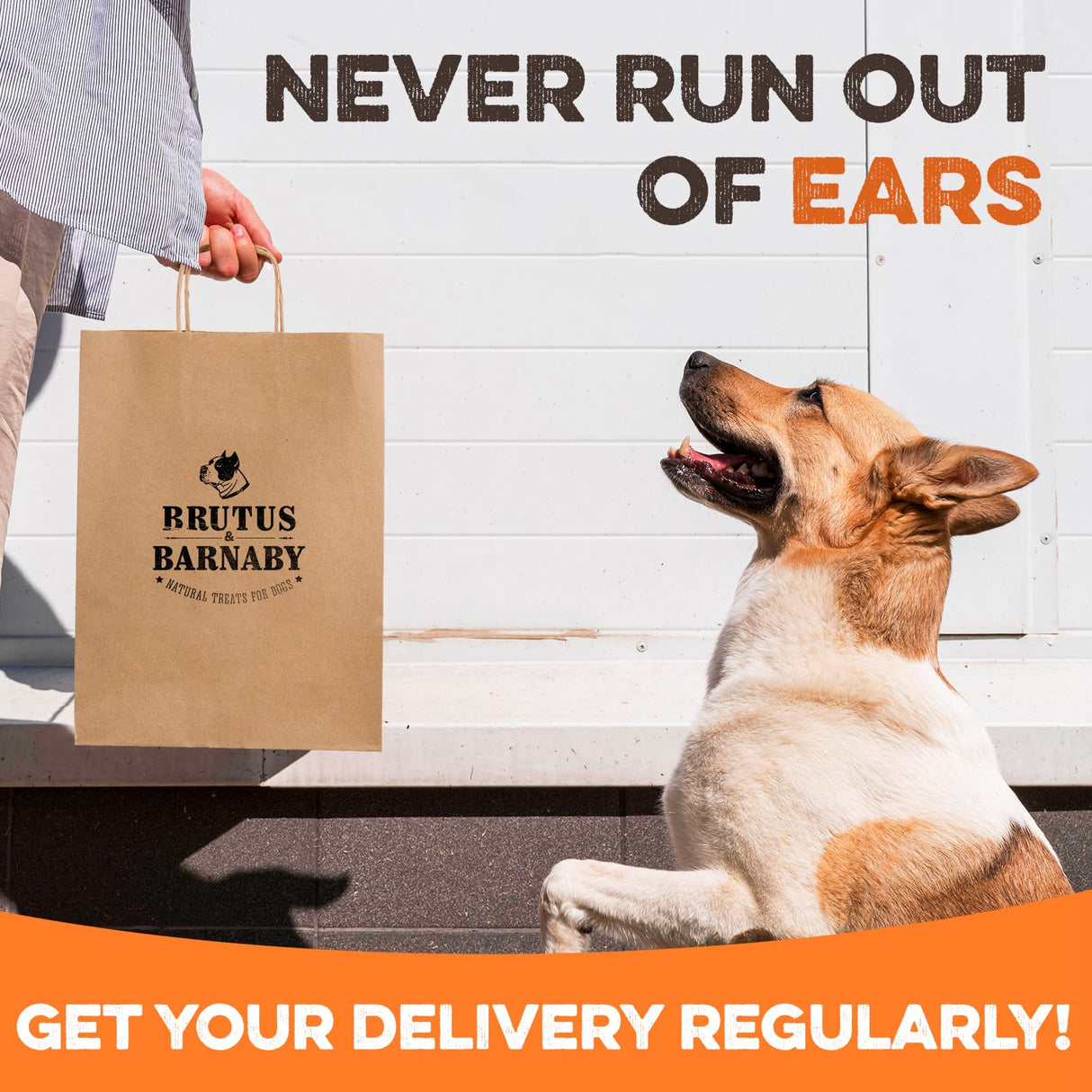 BRUTUS & BARNABY Pig Ear Halves for Dogs, 15 Ct. – All-Natural Single Ingredient Dog Chews, Slow Cooked & Fully Digestible Rawhide Alternative