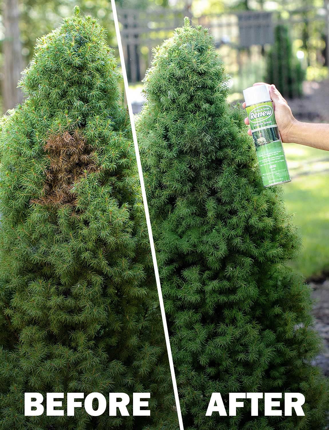 Seymour 20-602 Grass and Shrub Renew Spray Paint, Pristine Green (17 oz.)