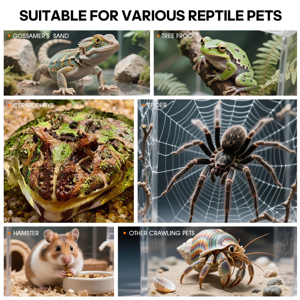 MYGIIKAKA Jumping Spider Enclosure Accessories, Tarantula Spider Box, Bug Cage, Praying Mantis Habitat Enclosure, Snail Insect Terrarium, Caterpillar Habitat (6x6x12 inch)
