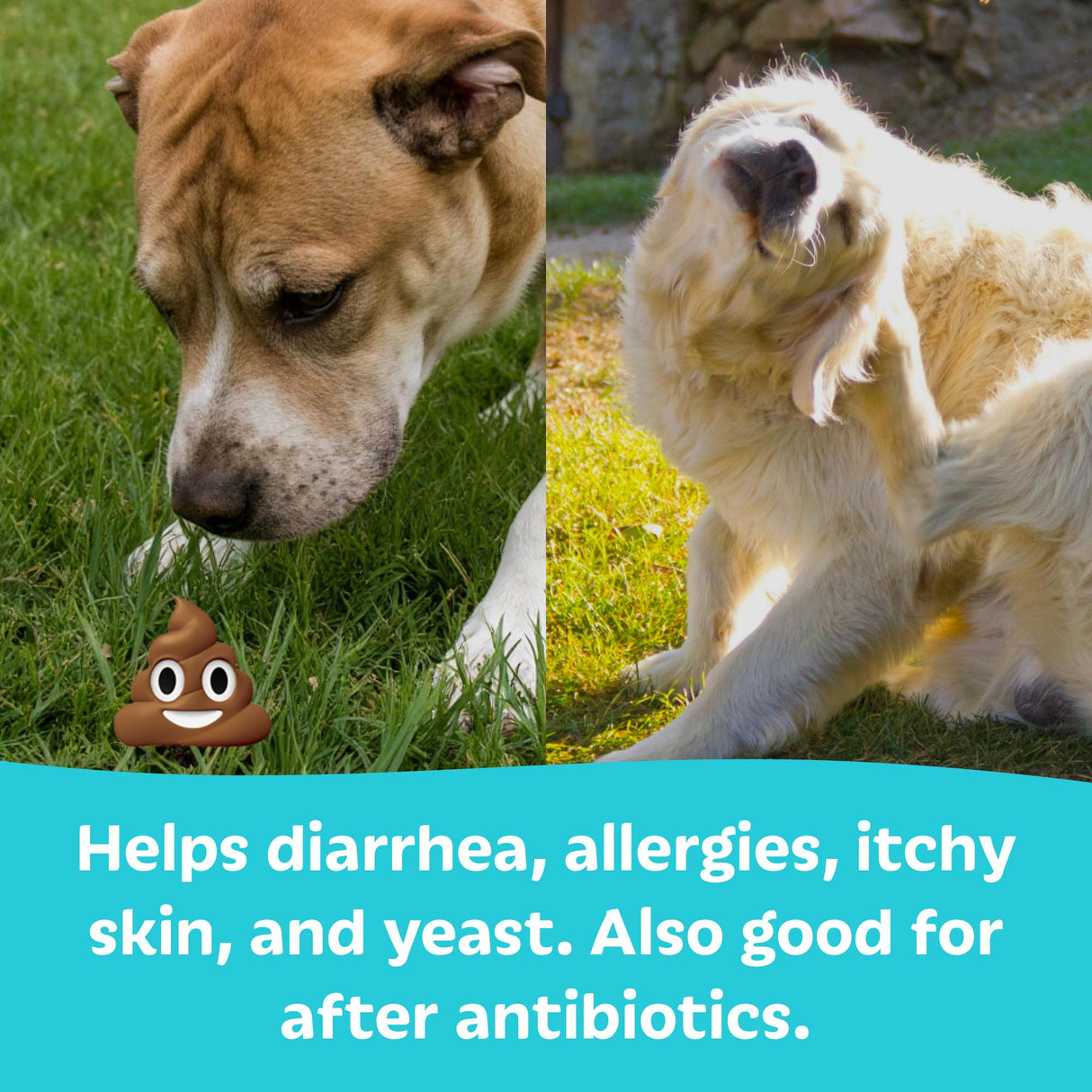 Tails ’N’ Tummies Probiotics for Dogs: 60 Tiny Tablets for Allergies, Itchy Skin, Diarrhea & Digestive Relief – Gentle, Clean Formula for Dogs
