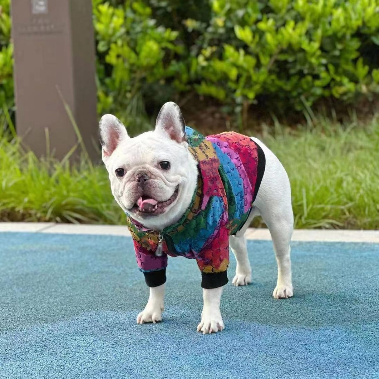 HQREA Dog Hoodie Luxury Winter Small Dog Jacket Clothes Classic Designer French Bulldog Teddy Pug Puppy Clothes(S)