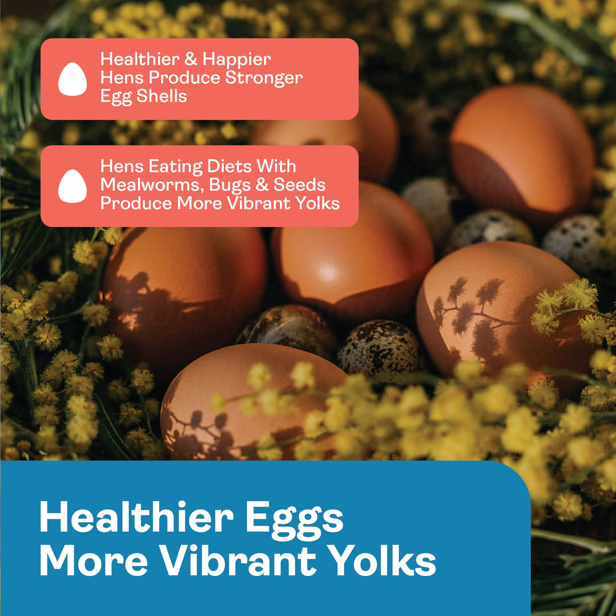 Hippy Chick Egg Booster for Chickens – Omega-3 Vitamin Supplement for Laying Hens – Egg & Feather Health Support – Natural Poultry Treat and Layer Feed Additive