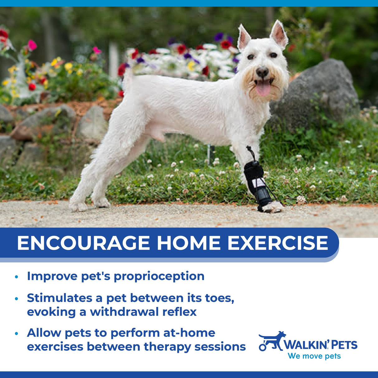 Walkin' Pets Front No-Knuckling Training Socks for Dogs - 3+ Inches, 100+ lbs