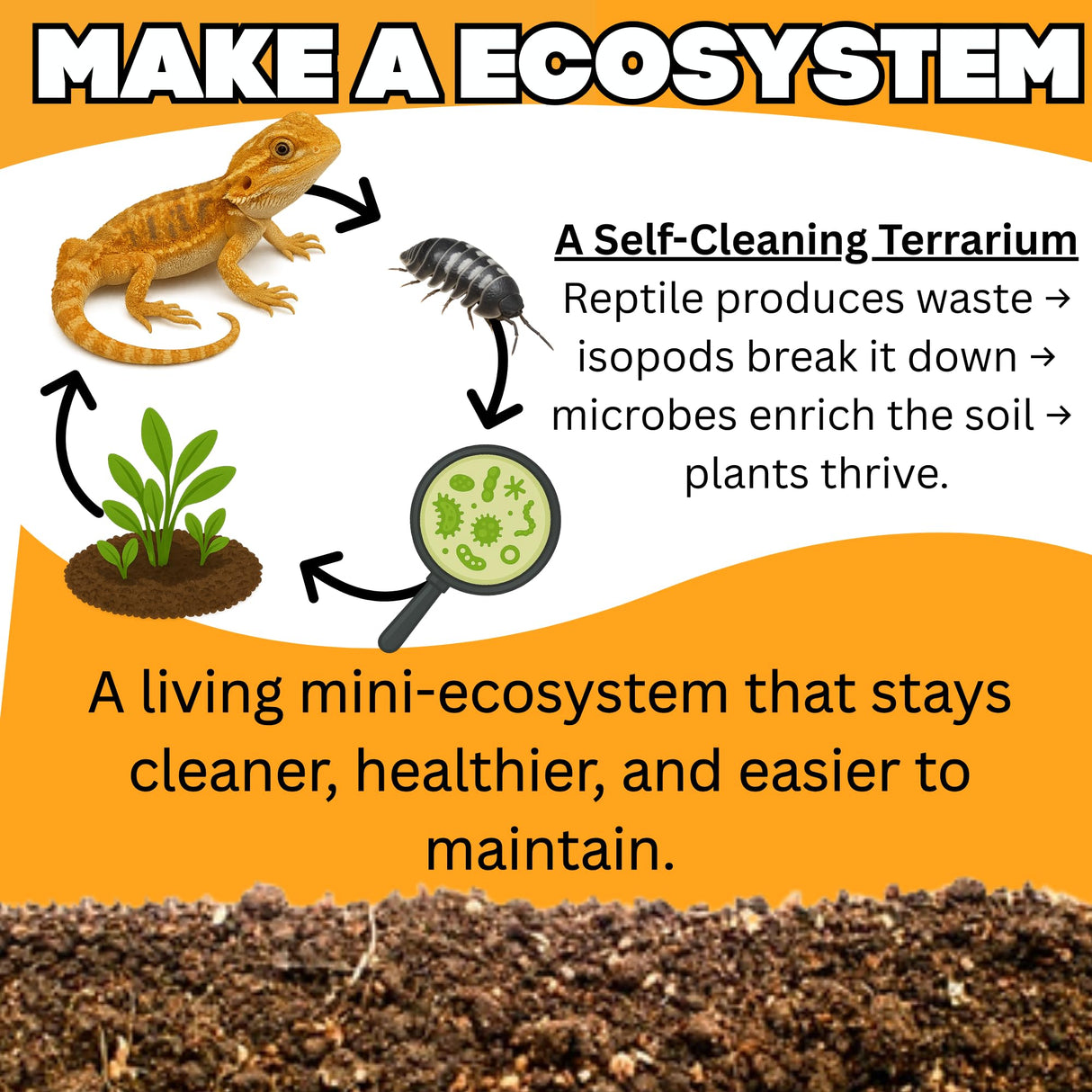 TC INSECTS 30 Count Powder Orange Isopods (Porcellionides Pruinosus) Bioactive Cleanup Crew & Reptile Food