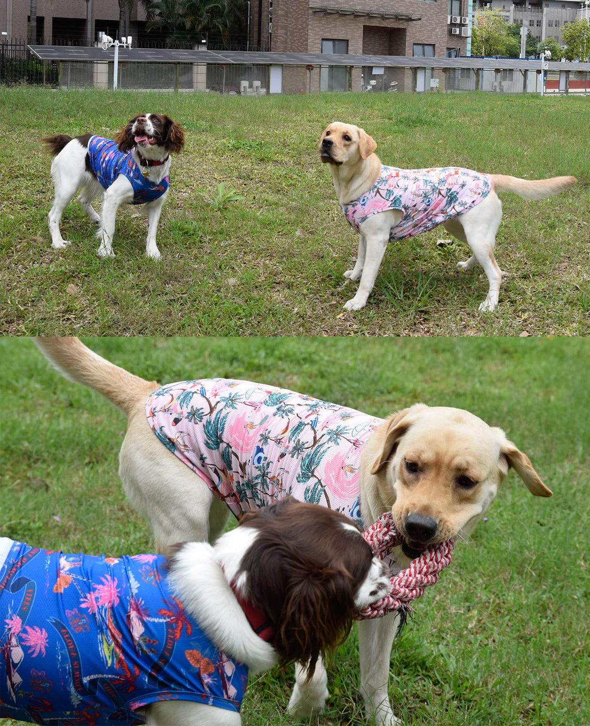 Uadonile Dog Cooling Shirts, Medium Dog ShirtsDog Clothes for Boy Girl Dogs, Dogs Cooling T-Shirts for Pug, Pitbulls, Dog Summer Shirts Hawaiian, M, 2 Pcs