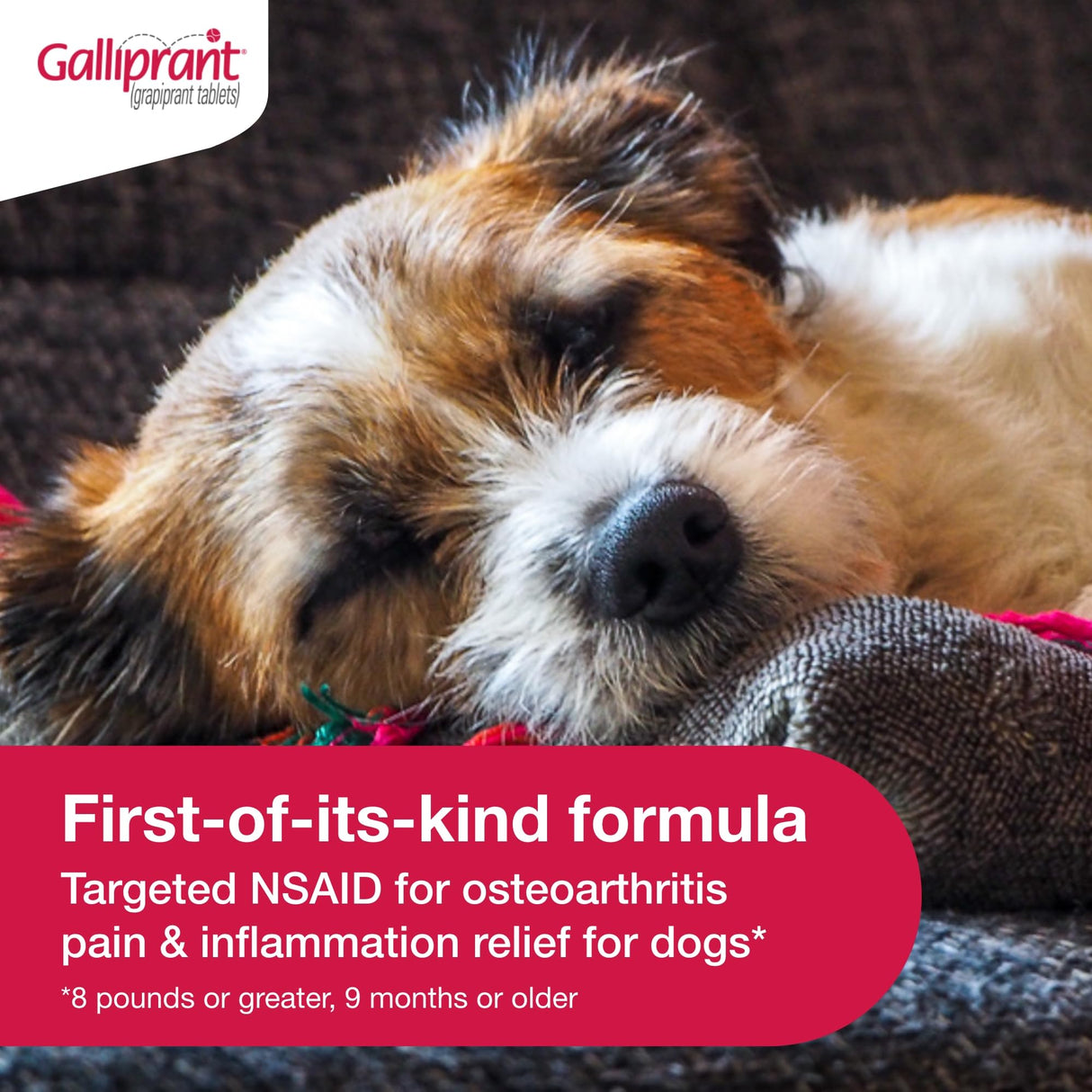 Galliprant Osteoarthritis Pain & Inflammation Control for Dogs | 20mg | 30 Flavored Tablets