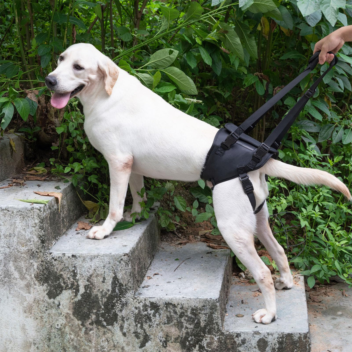 Dog Lift Harness, Dog Sling for Large Dogs Hind Leg Support, Adjustable Soft Padded Rehab Harness for Weak Rear Legs Elderly Injured Disabled Arthritic Dogs