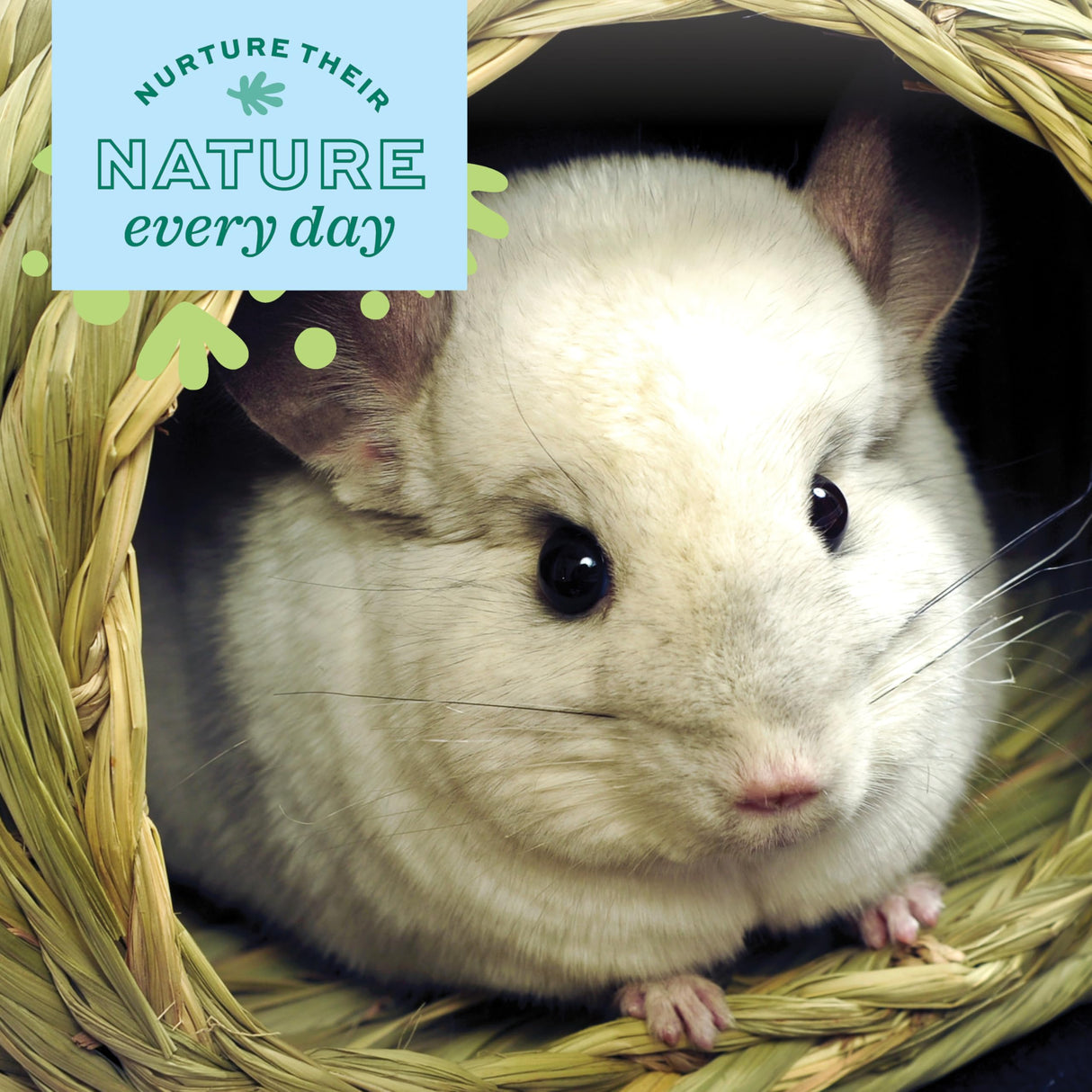 Oxbow Timothy Hay Bungalow, Rabbit & Guinea Pig Hideout, Edible & Hand-Woven Bunny House, No Wires or String, Small Pet Accessories, for Rabbits, Guinea Pigs, Chinchillas & Rats, Medium