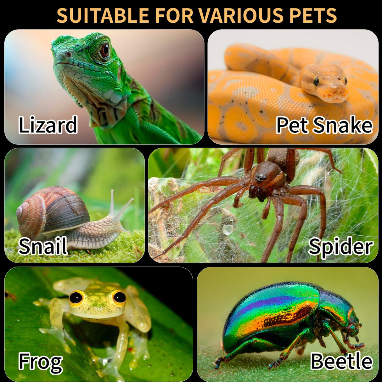 Acrylic Reptile Terrarium Easy Assembly, 360° Clear & Keep Pet Secure Design for Jumping Spiders, Tarantulas, Geckos Scratch-Resistant Large Ventilated Habitat Terrarium for Arachnids 11.8*7.9*7.9in