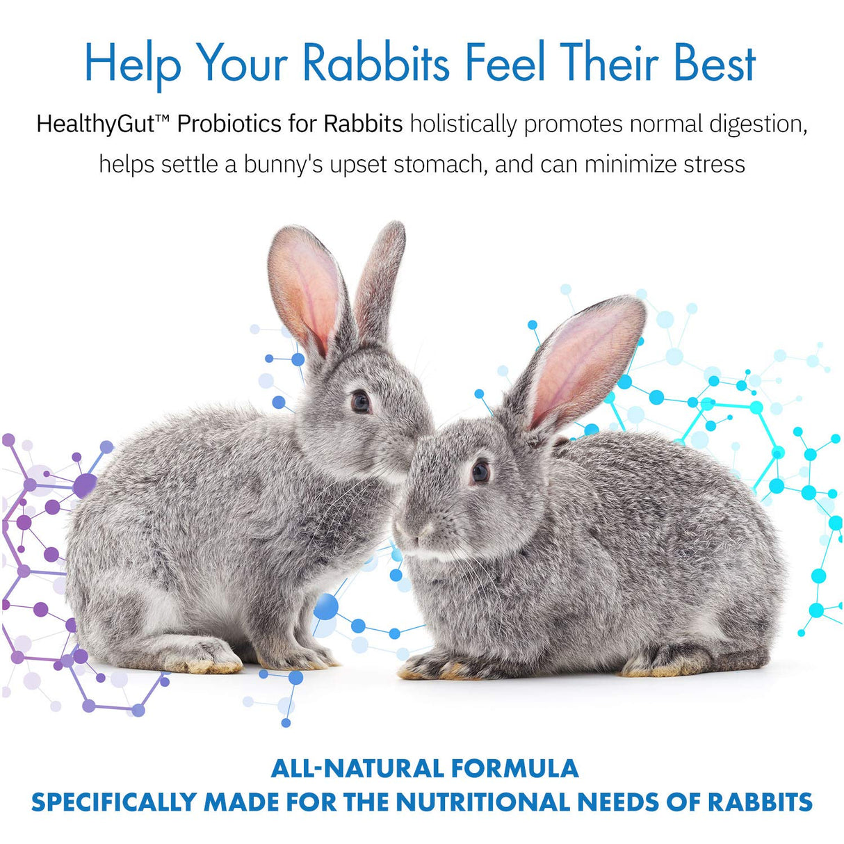 Equa Holistics HealthyGut Probiotics for Rabbits Dietary Supplement, All-Natural Digestive System Formula (120 Servings)