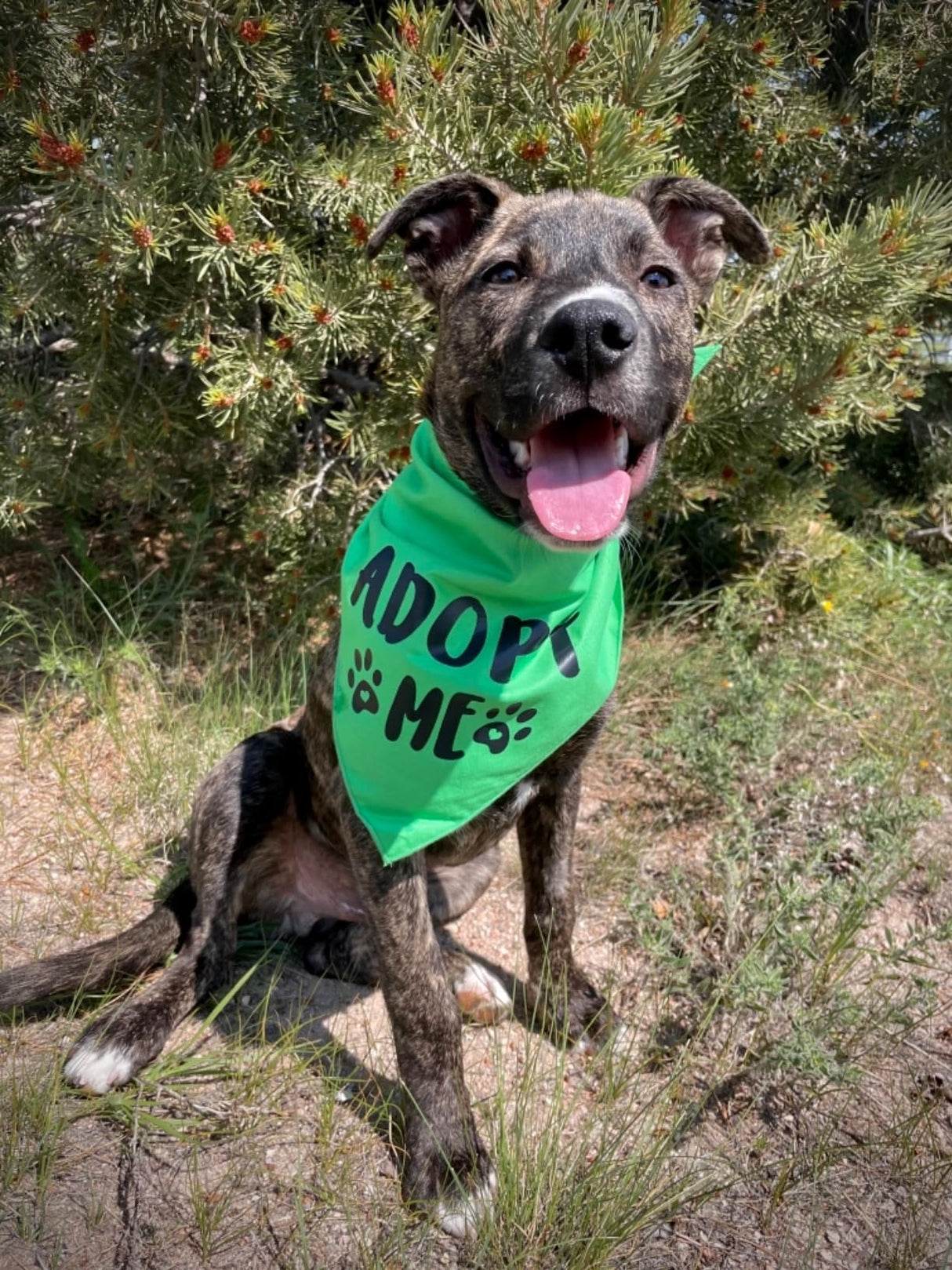 Adopt Me Bandana,5 Pack Adopt Me Bandanas for Dogs