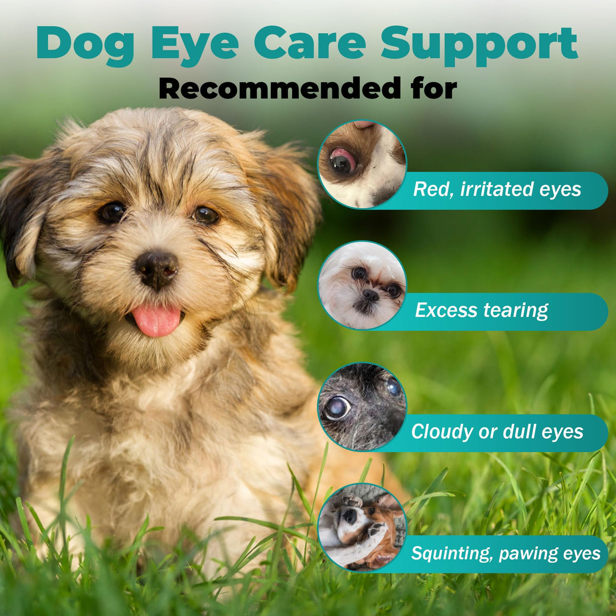 Dog Eye Infection & Eye Care Support Supplements | All-Natural Support for Conjunctivitis, Swelling, Dry Eyes, Tear Stains & Discharge | with L-Lysine, Omega-3 & Lutein + Zeaxanthin | 2.03 fl oz