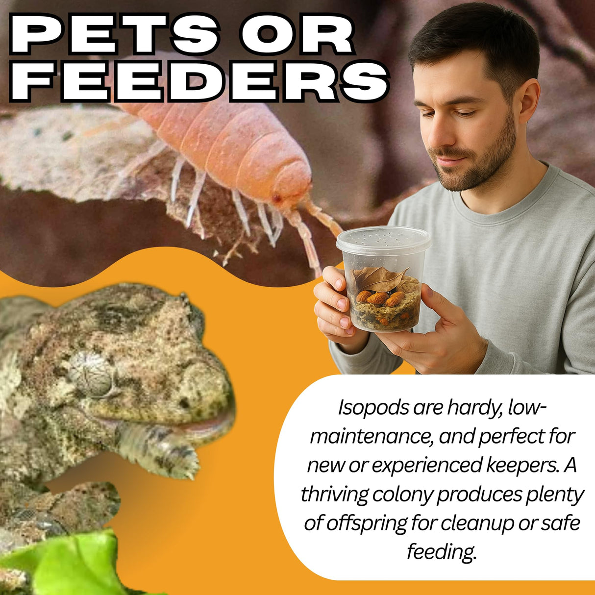 TC INSECTS 30 Count Powder Orange Isopods (Porcellionides Pruinosus) Bioactive Cleanup Crew & Reptile Food