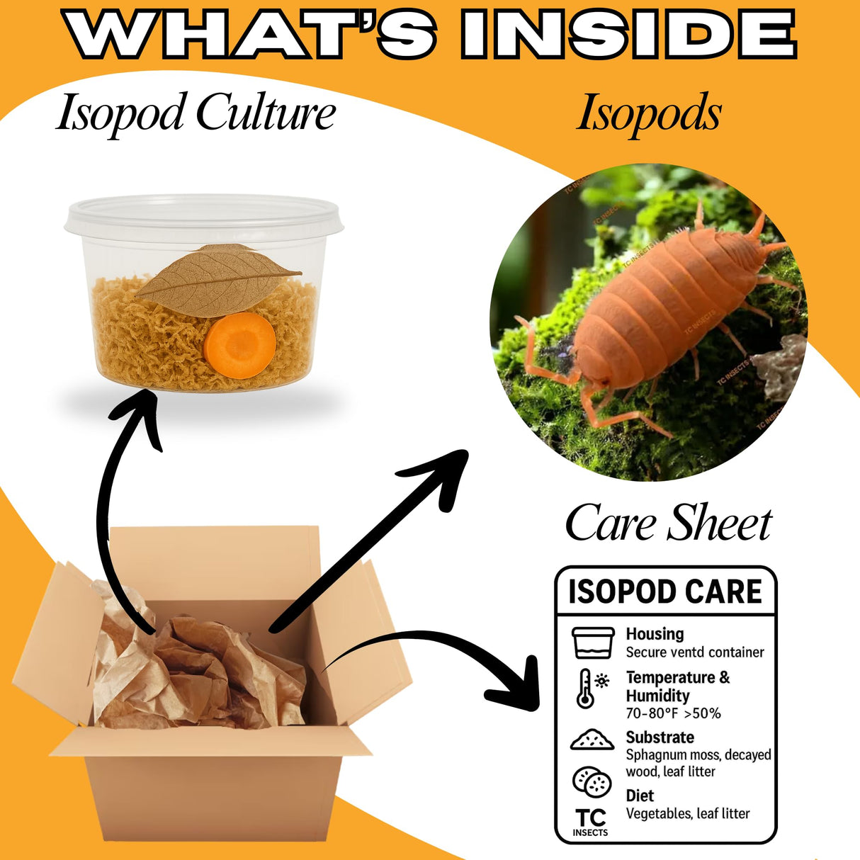TC INSECTS 30 Count Powder Orange Isopods (Porcellionides Pruinosus) Bioactive Cleanup Crew & Reptile Food