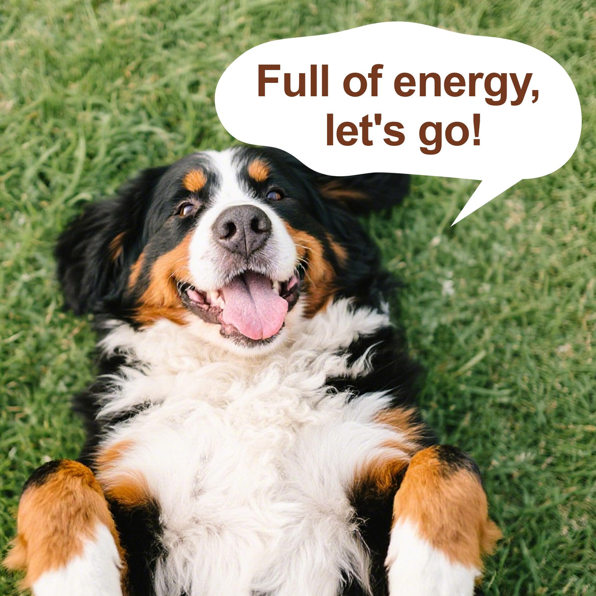 Mushroom for Dogs - with Turkey Tail Mushroom for Dogs, Lion’s Mane, Shiitake, 100g Powder, Immune & Digestive Health, Enhances Energy, Lumps & Bumps Supplement, Organic Mushrooms Supplement for Dog