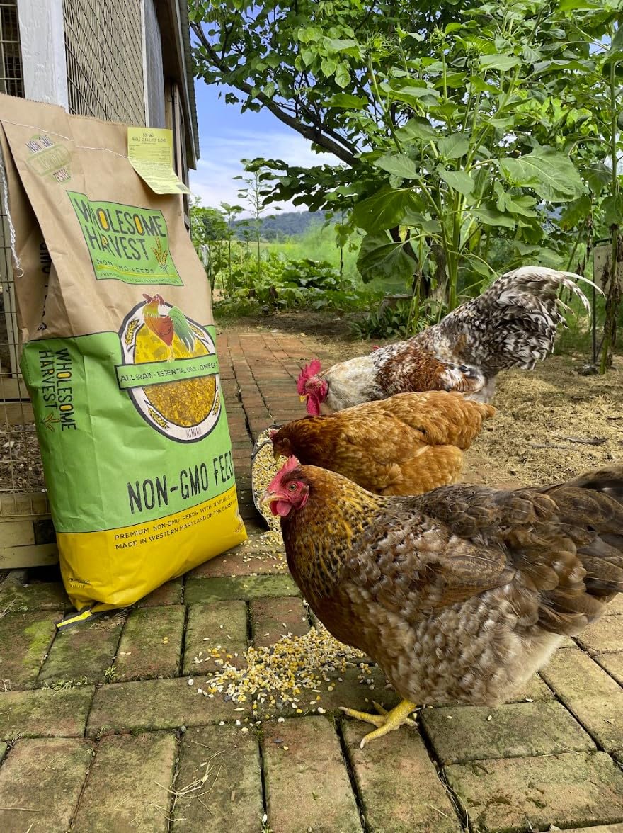 Wholesome Harvest Non-GMO Whole Grain Layer Blend 16% - Chicken Feed for Laying Hens and Ducks - Includes Essential Oils, Herbs, Oyster Shells, Vital Minerals, and Omega 3, 10lb