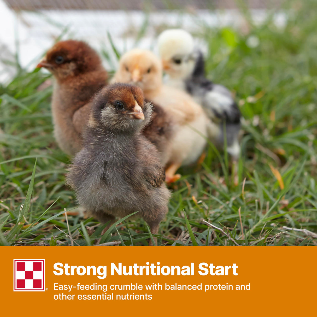 Purina Start and Grow | Non-Medicated Chick Feed Crumbles | Nutritionally Complete - 5 Pound (5 lb) Bag