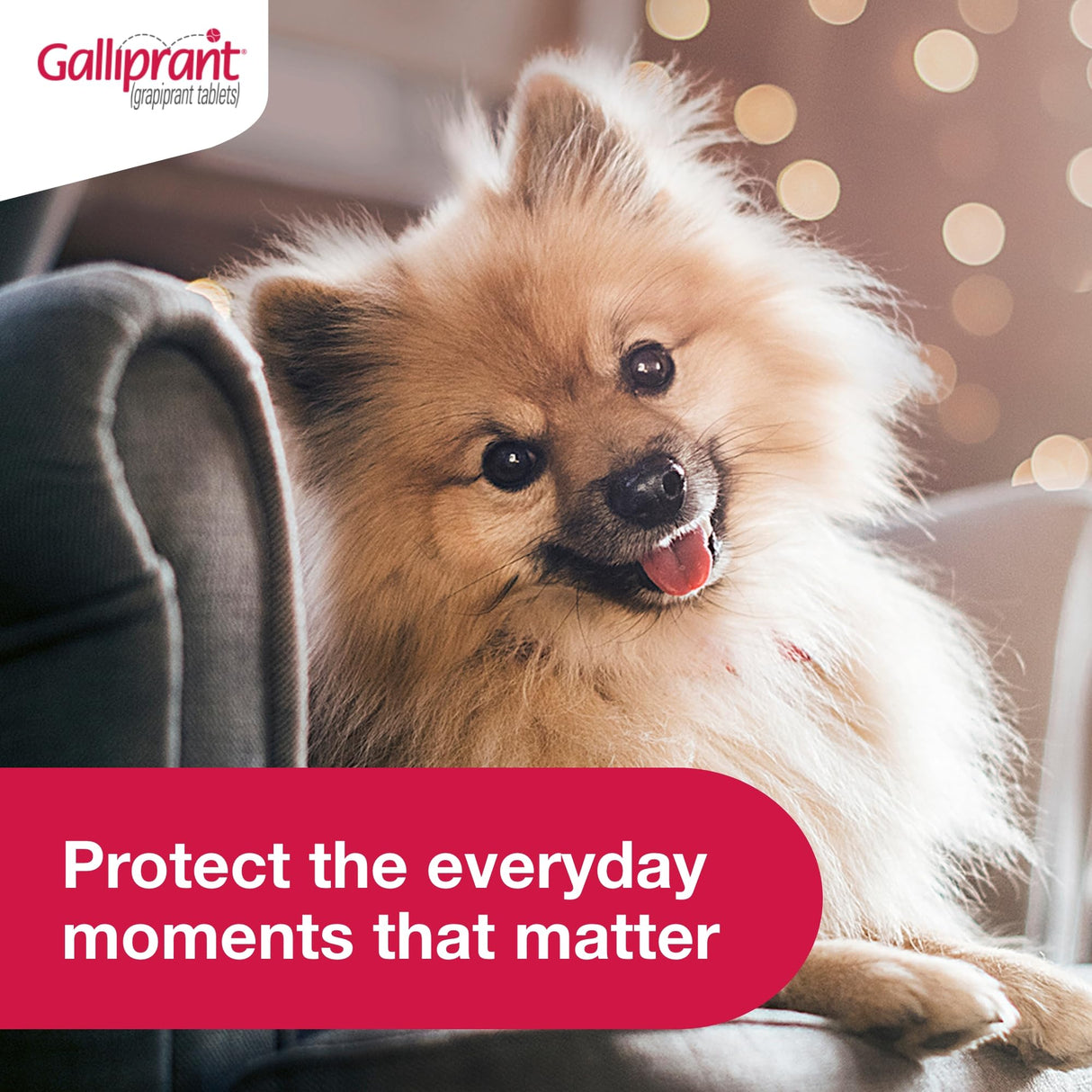 Galliprant Osteoarthritis Pain & Inflammation Control for Dogs | 20mg | 30 Flavored Tablets