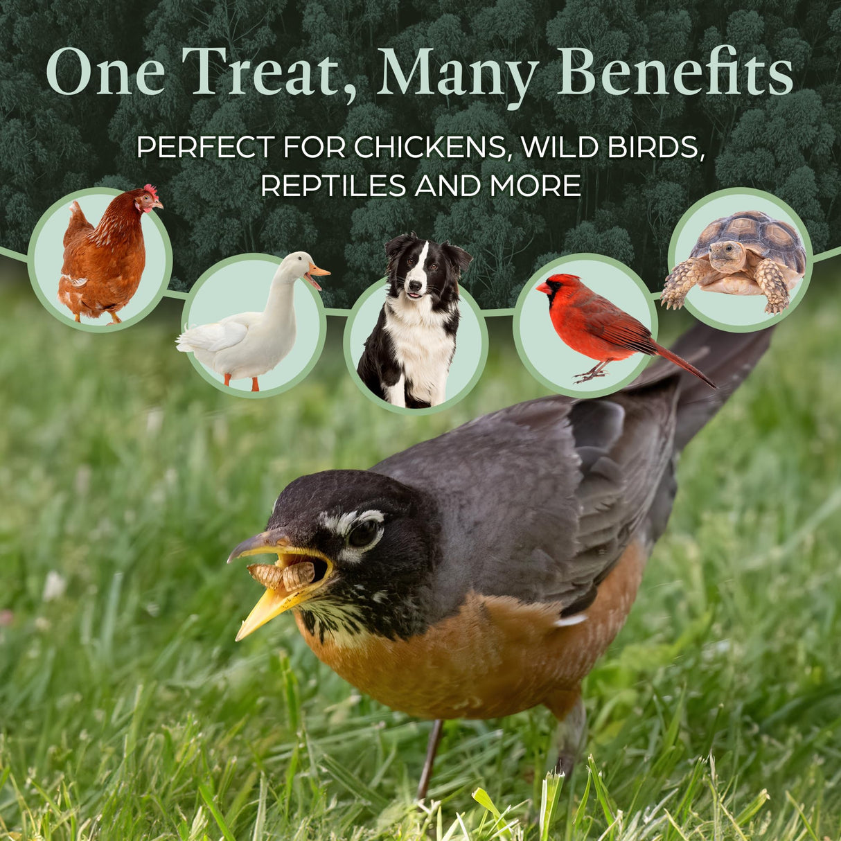 Dried Black Soldier Fly Larvae for Chickens & Ducks – Treats for Ducks, Hens, Wild Birds, Lizards, Tortoises & Fish – All Natural High Protein & Calcium – Mealworms Alternative – Made in North America
