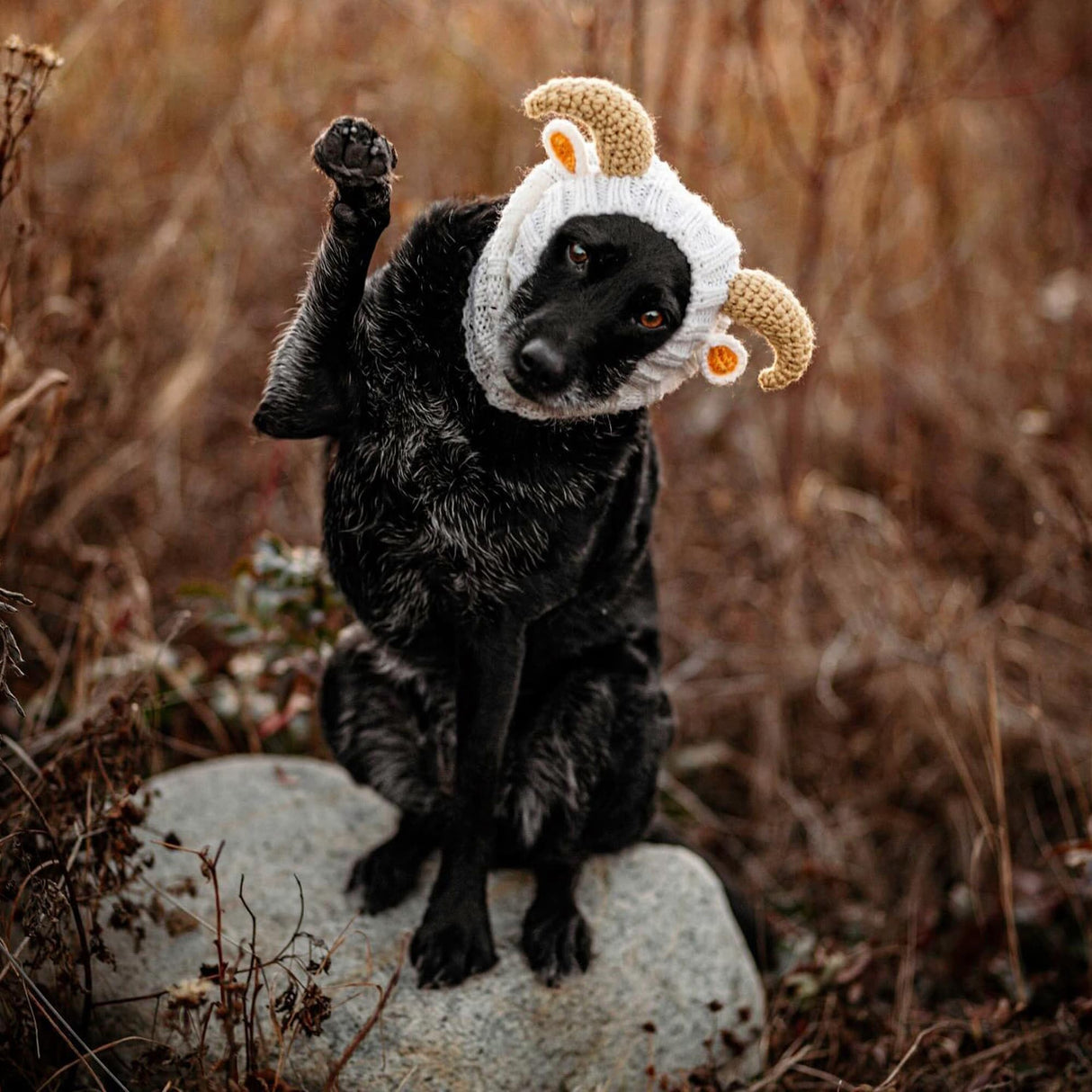 Zoo Snoods Ram Goat Costume - Warm Knit Dog Snood Wrap for Pets, Neck Ear Cover Protection, Halloween Winter (Small)