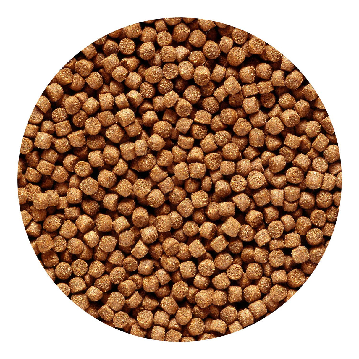 Hikari 2.2-Pound Sinking Cichlid Gold Pellets for Pets, Mini