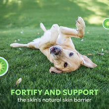 Load image into Gallery viewer, Nutramax Dermaquin Skin Support Supplement for Large Dogs, Supports Healthy Response to Allergens, with Hardy Kiwi, Omega-3s, and More, Tasty Soft Chews, 60 Count