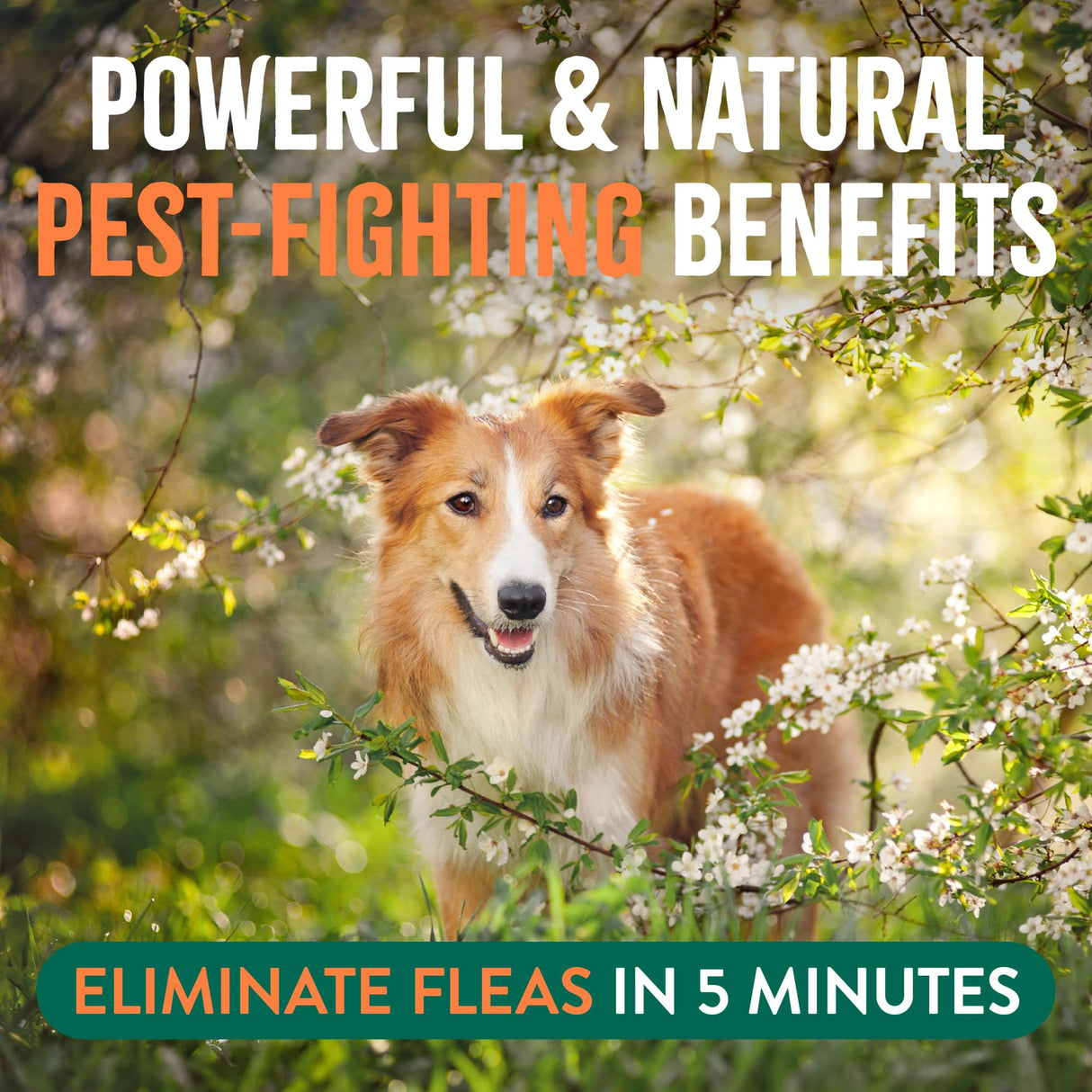 TropiClean Natural Maximum Strength Flea and Tick Spray for Dogs and Home, 32oz
