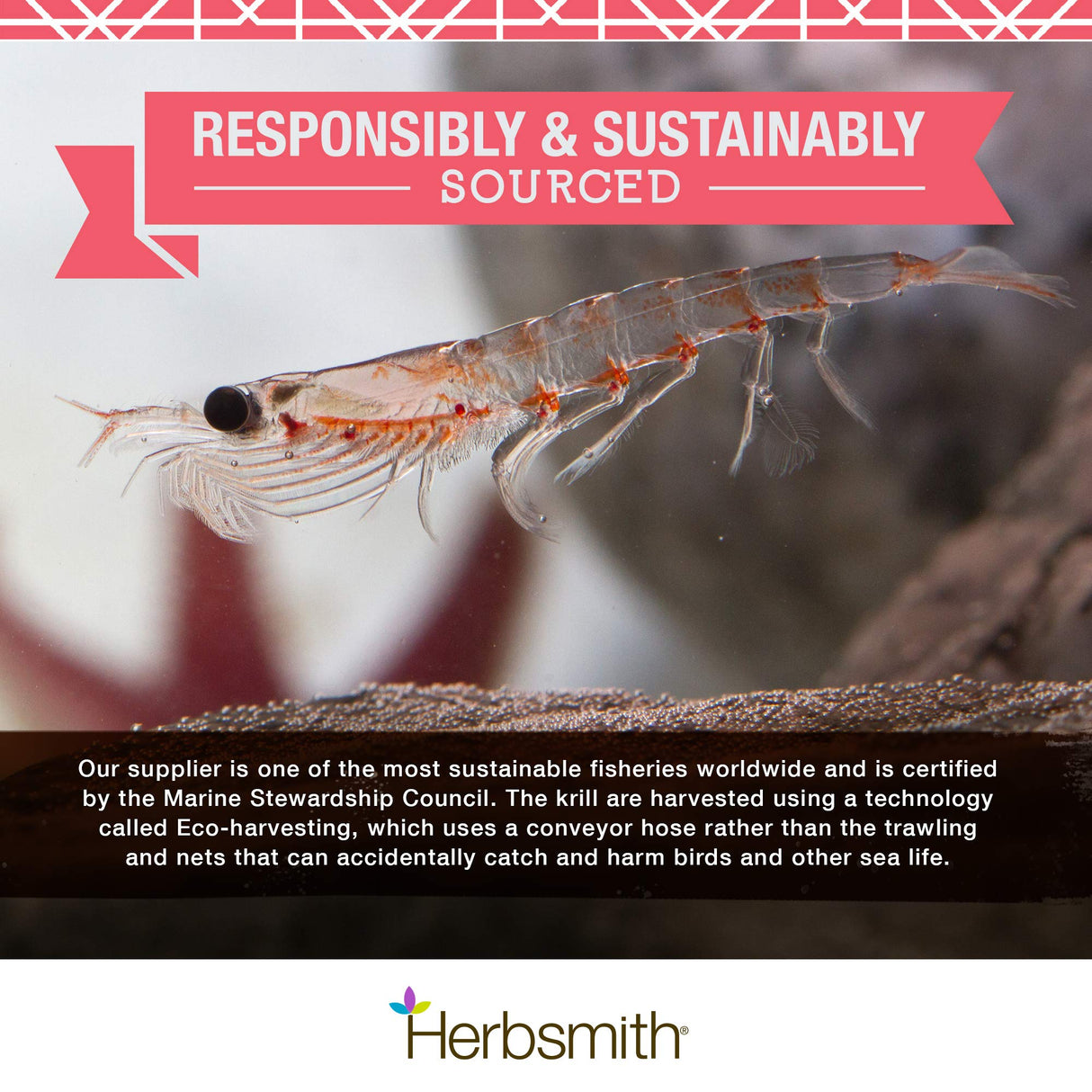 Herbsmith Pure Krill - Wild-Caught Antarctic Krill - Just 1 Ingredient - Astaxanthin for Dogs - Ready-to-Use Omega 3s – Alternative to Krill Oil for Dogs - 75g