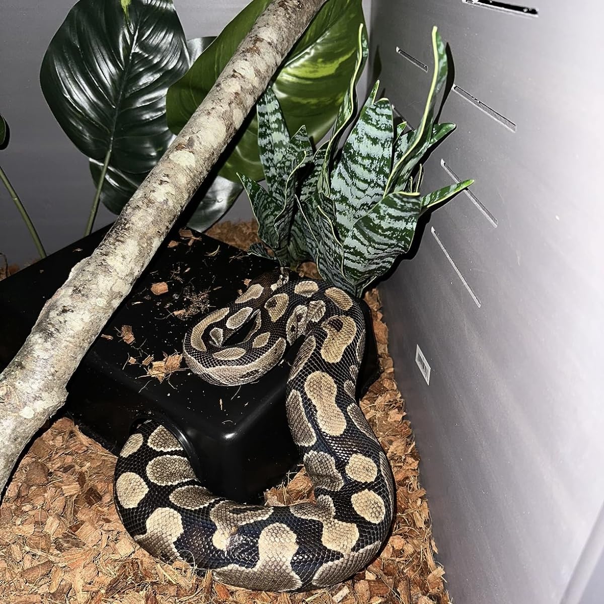 Amypet Large Snake Hides for Ball Pythons and Different Reptiles Durable Material Easy to Clean 16.5 x10.6 x 4.3inch (XXL)