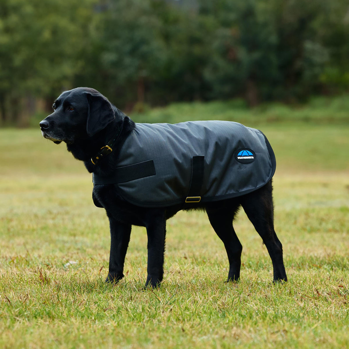WeatherBeeta ComFiTec Classic Waterproof Dog Coat, Charcoal, 30"
