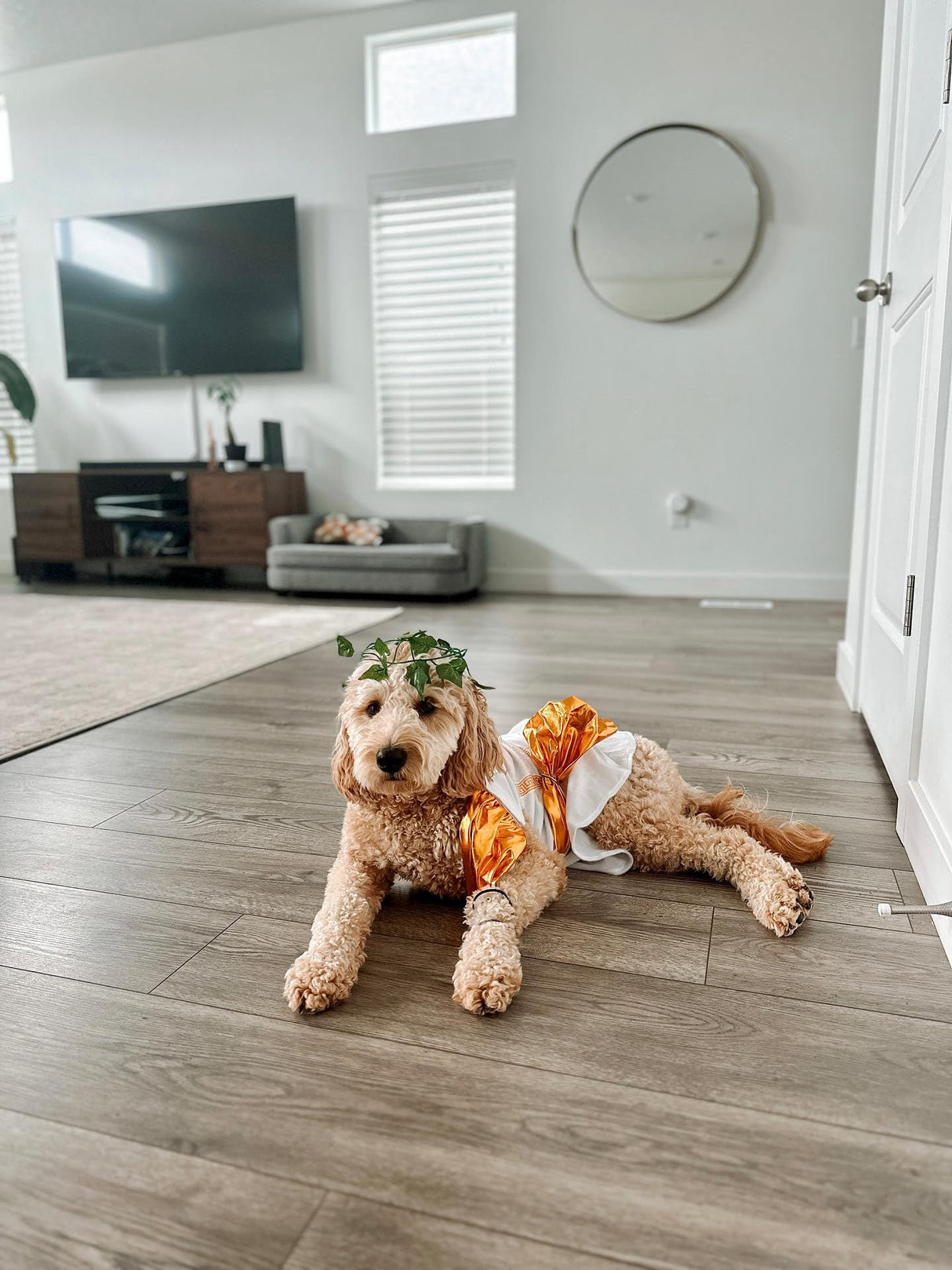 Midlee Toga Dog Halloween Costume (XXX-Large)