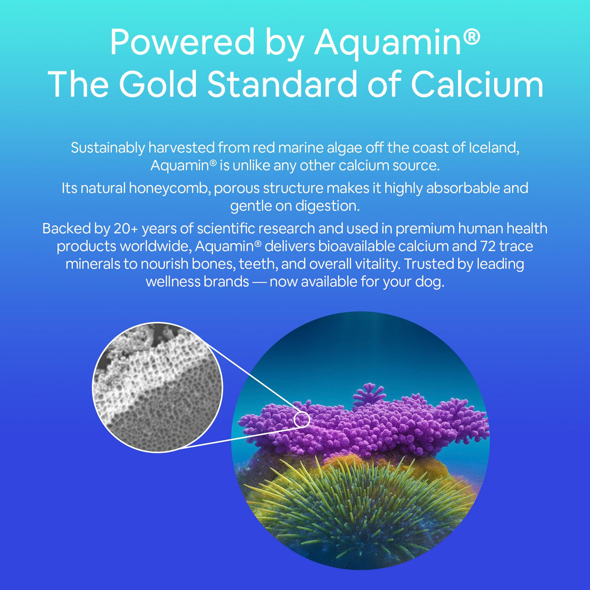 Seaweed Calcium for Pets, Vet Recommended, Tested for Purity, 14 Ounces, Formerly Nature's Best Seaweed Calcium, 1 Pack
