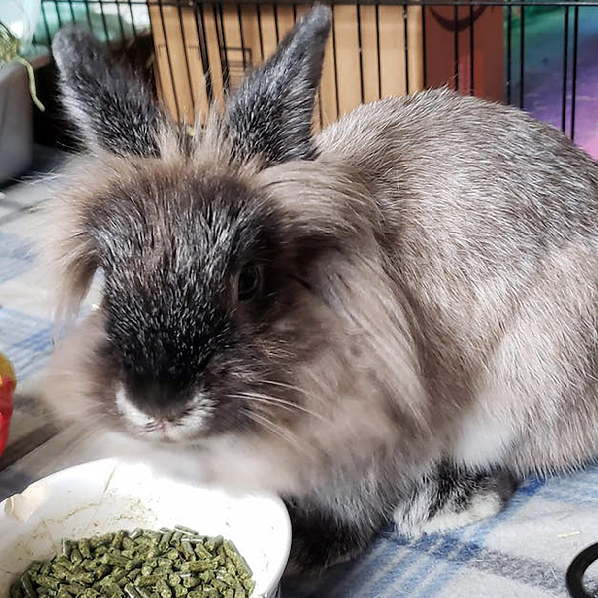 Sherwood Pet Health Adult Rabbit Food Alfalfa Timothy Hay-Based Blend 4.5 lbs, Grain and Soy-Free for Better Digestion