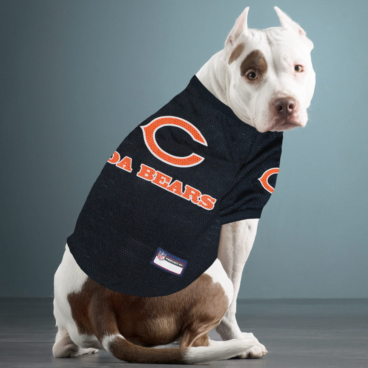 NFL Chicago Bears Raglan Jersey Da Bears - Small. Cutest Football Jersey for Dogs & Cats