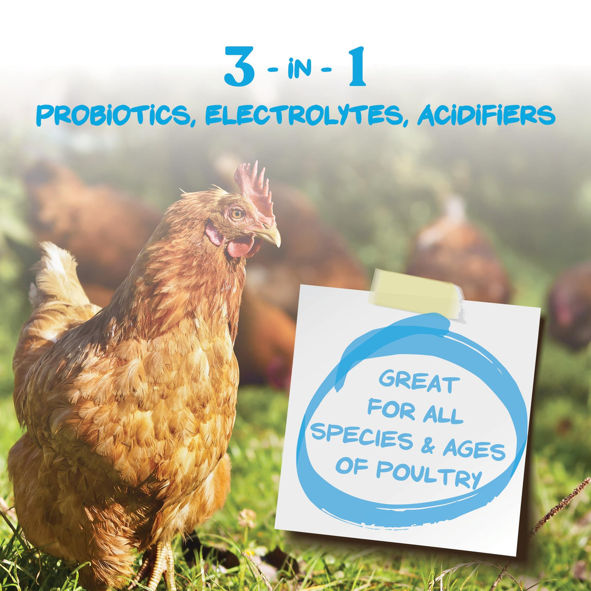 Manna Pro Hydro-Hen Poultry Electrolyte & Probiotic Supplement, Hydration Support for Chickens, Ducks, Turkeys & Waterfowl, 20 oz