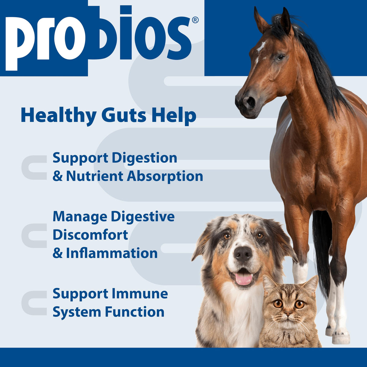 Probios Digestive Support Probiotic for All Species, Probiotics for Gut Health, Dispersible Powder, 240 gm (Pack of 2)